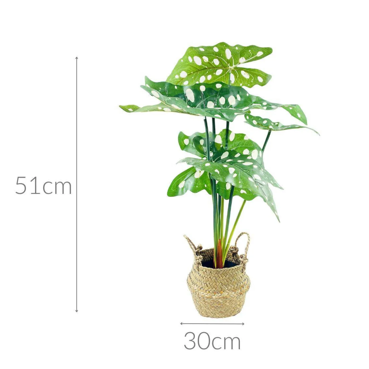 Alokazja, kwiat sztuczny w koszyku