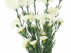 Bukiet goździków 43 cm białych