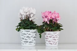 Doniczka Osłonka Wkład Donica Kolory Różowa 19cm