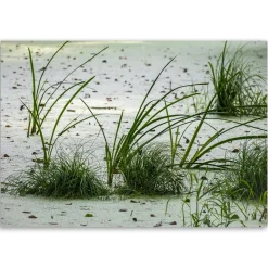 Feeby Obraz na płótnie Trawa wydmy piasek plaża 60x40