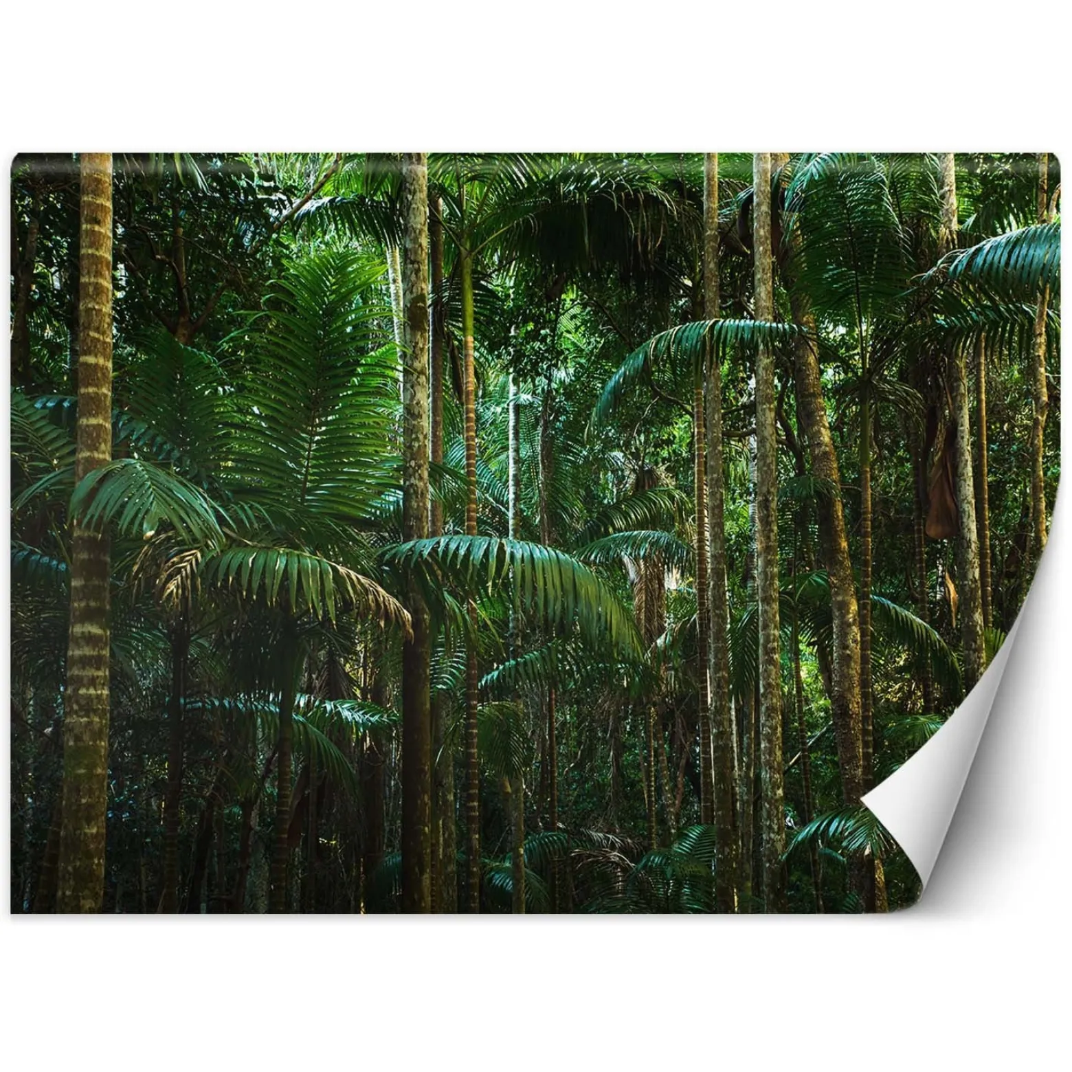 Feeby Fototapeta, Las tropikalny natura 150x105