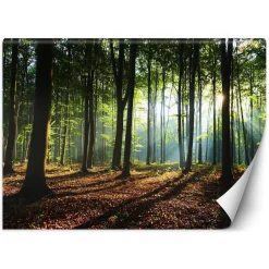Feeby Fototapeta, Poranek las drzewa natura 150x105