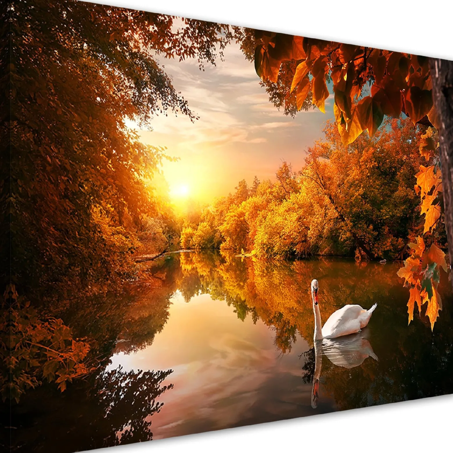 Feeby Obraz na płótnie, Łabędź na stawie jesień 60x40