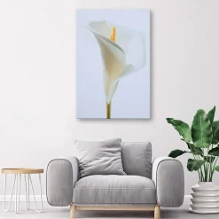 Feeby Obraz na płótnie Biała kalia 40x60