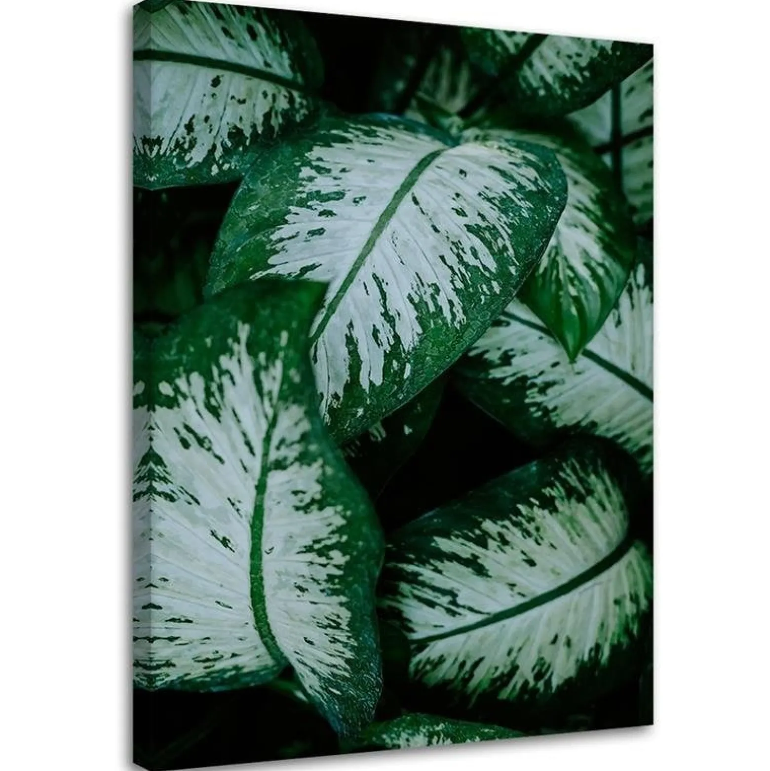 Feeby Obraz na płótnie, Tropikalne liście natura 40x60