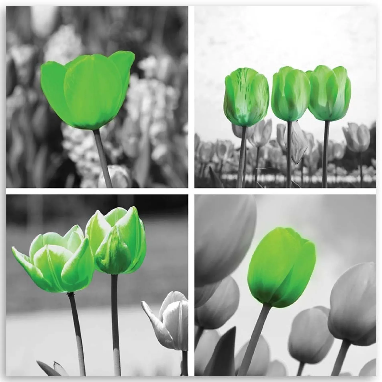 Feeby Obraz na płótnie Zielone tulipany kolaż 30x30