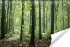 Fototapeta Wiosenny Las Efekt 3D 90x60cm