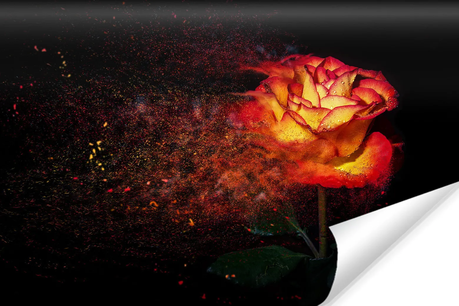 Fototapeta Abstrakcyjna RÓŻA Efekt 3D 90x60cm