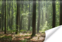 Fototapeta Wschód Słońca Pośród Drzew We Mgle 90x60cm