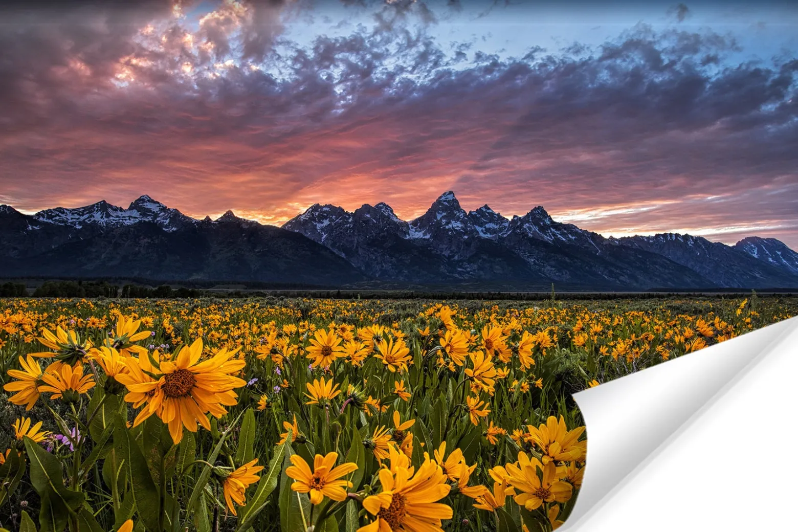 Fototapeta ZACHÓD Słońca Żółte Kwiaty 3D 90x60cm