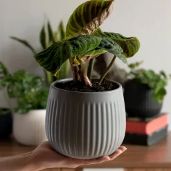 Kadax Doniczka Ceramiczna 14cm Osłonka Szara