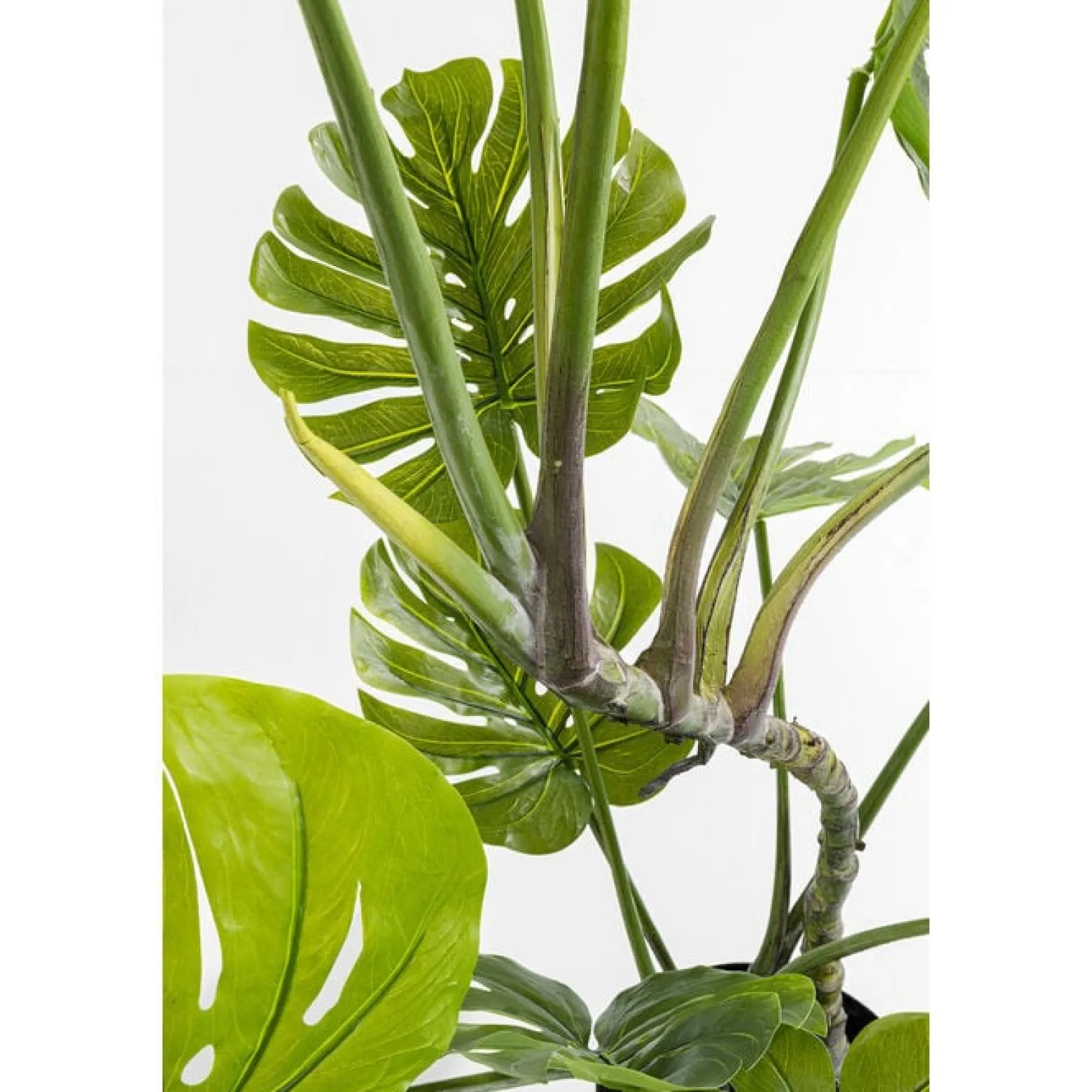KARE roślina dekoracyjna MONSTERA 110 cm
