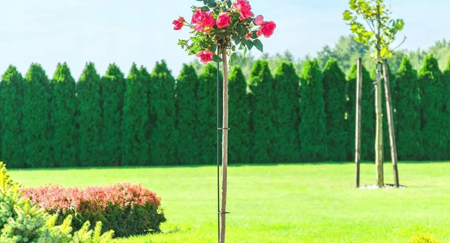 Kwietnik Stojak Obejma Podpora Stal Na Róże 140cm