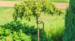 Kwietnik Stojak Obejma Podpora Stal Na Róże 140cm