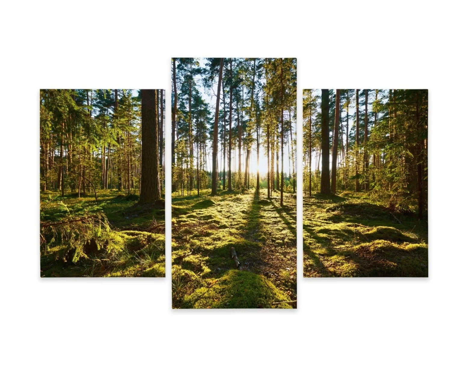 Obraz Tryptyk LEŚNY PEJZAŻ Słońce Efekt 3D 60x40cm
