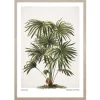 Obraz w ramie Cabbage - Tree Palm 53x73 cm