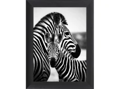 Obraz w ramie Hugging Zebras 62x82 cm
