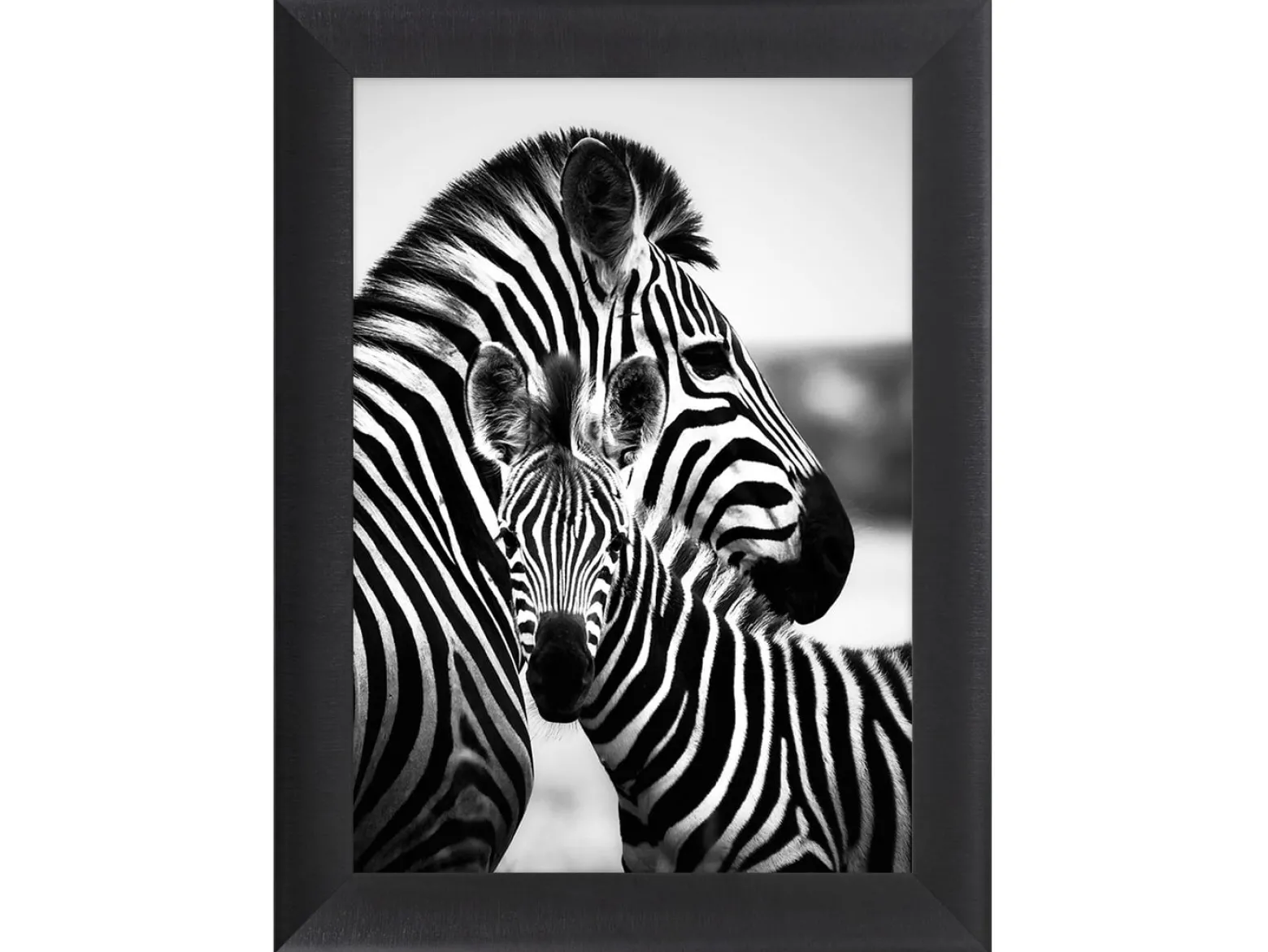 Obraz w ramie Hugging Zebras 62x82 cm
