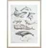 Obraz w ramie Ocean Fish In Pastels 53x73 cm