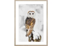 Obraz w ramie Owl In Winter Scenery 53x73 cm