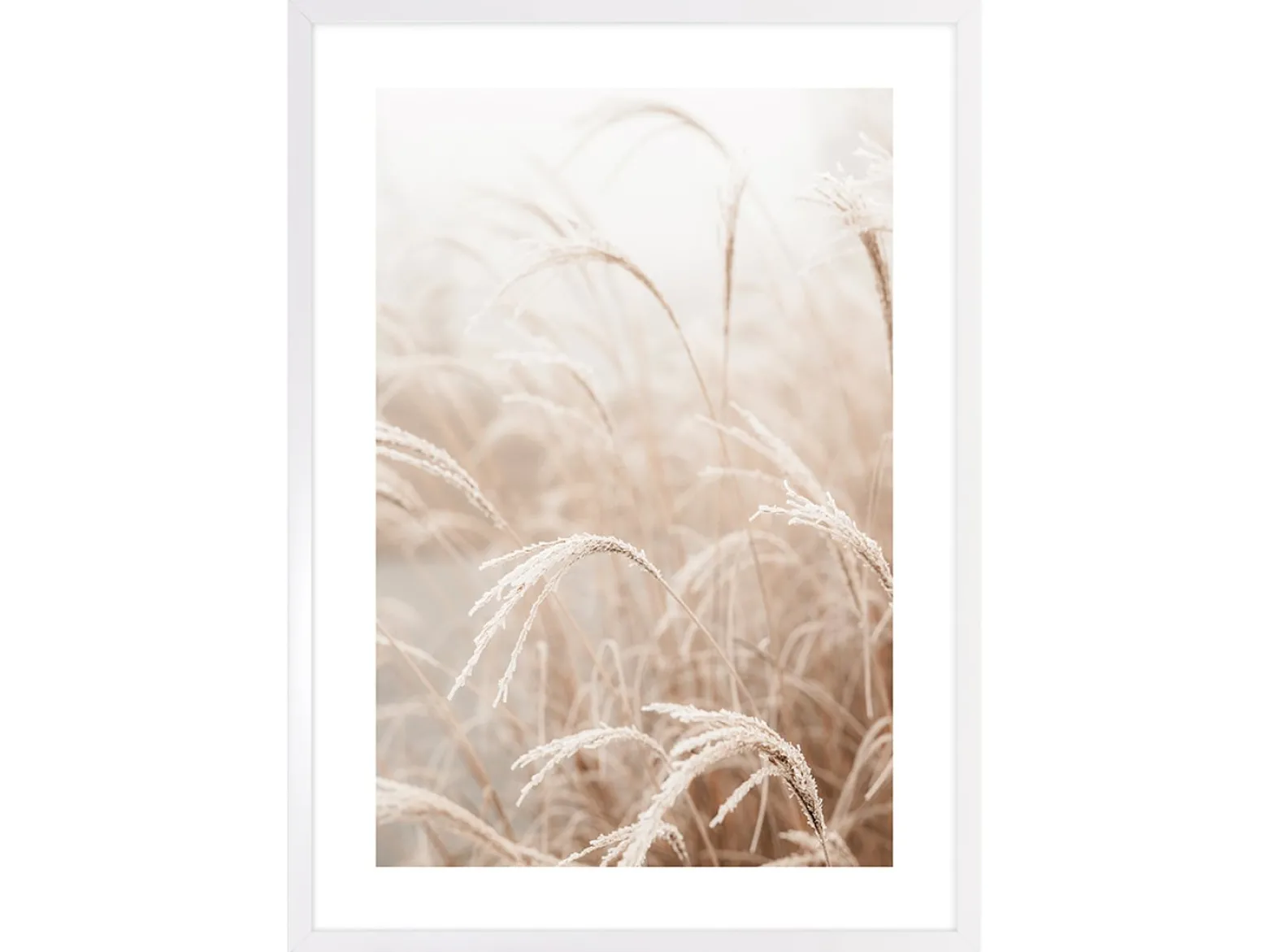 Obraz w ramie Pampas Grass Of The Wind No. 4 53x73 cm