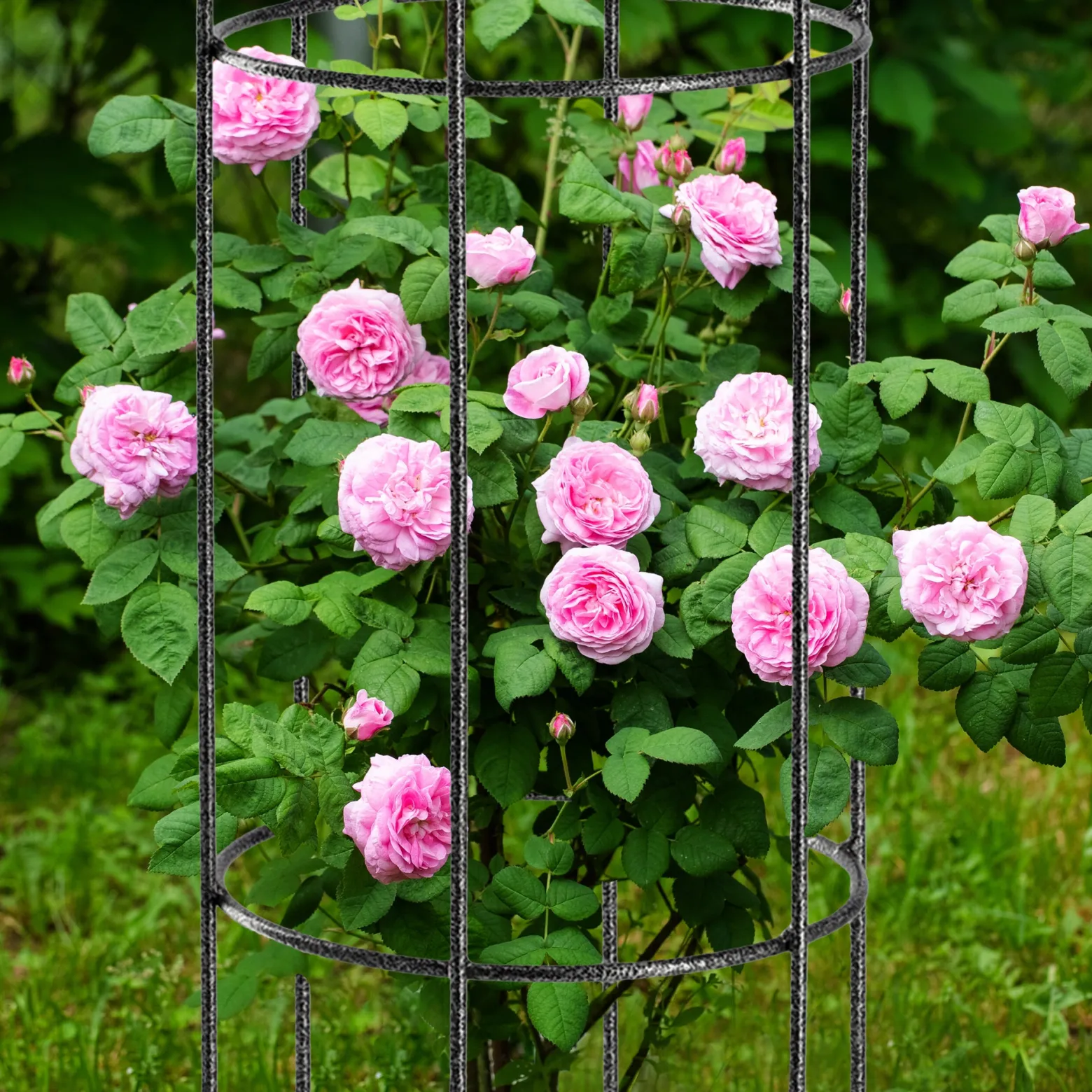 Pergola Podpora Ogrodowa Do Kwiatów Roślin 100cm