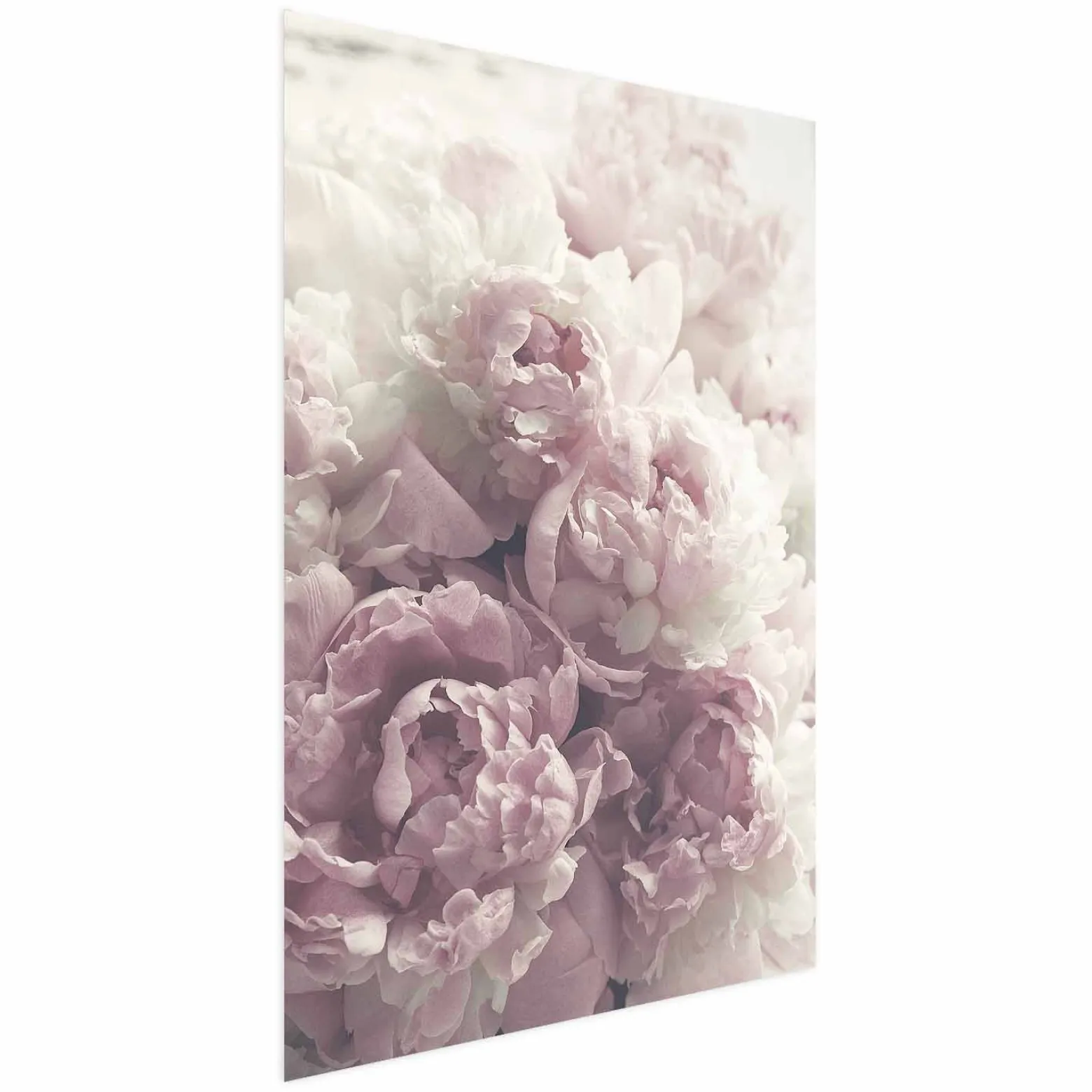 Plakat Delikatne piwonie 21x30 cm